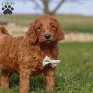 Cidar, Goldendoodle Puppy
